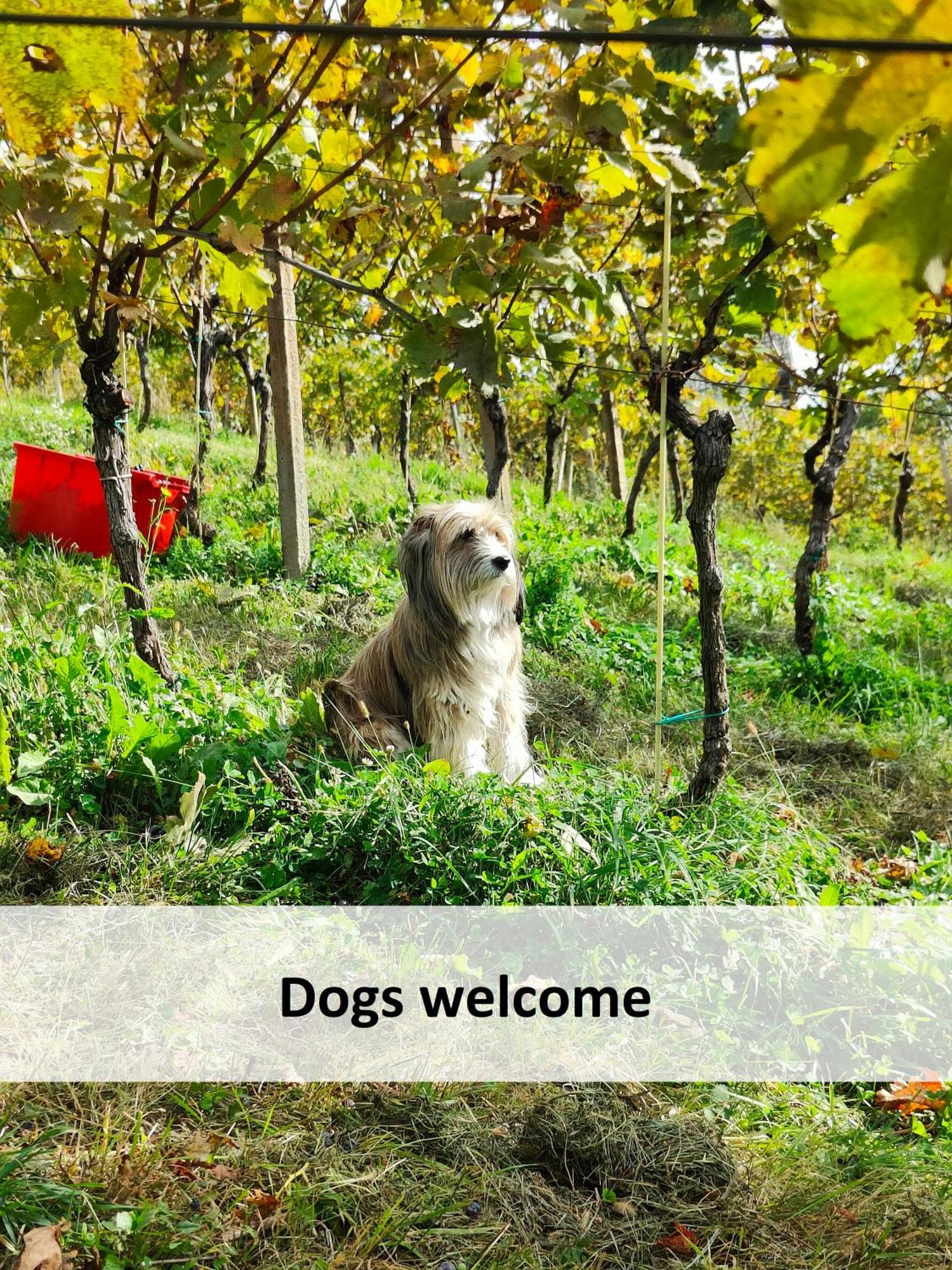 Vineyard Cottage Skatlar Оточець Екстер'єр фото